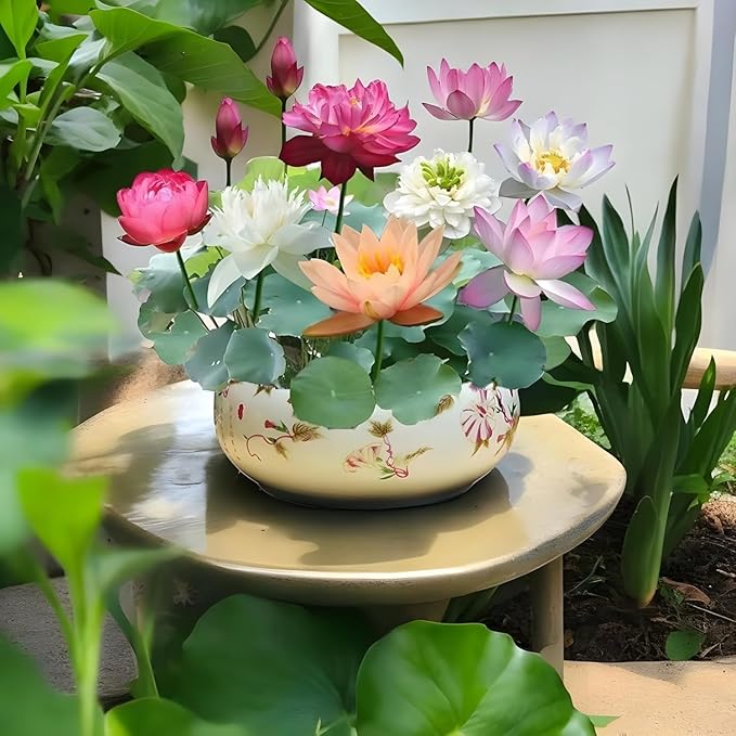 Lotus Plant Seed (Piece of 50)