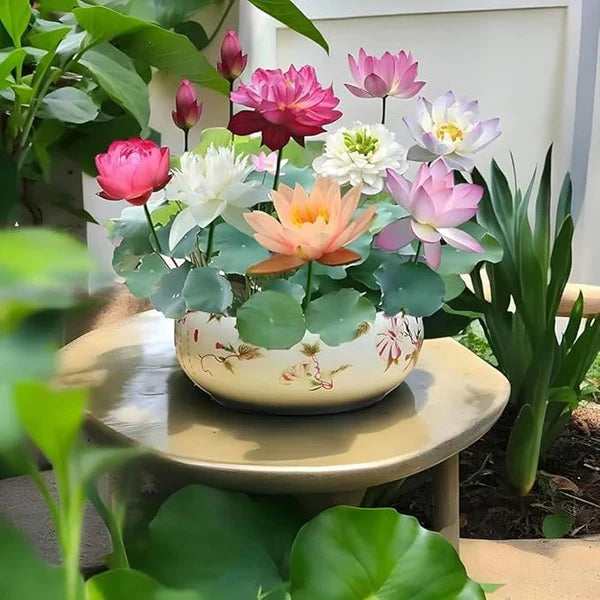 Japanese Bonsai Multicolour Bowl Lotus Seeds (7 Days Germination) - Buy 1 Get 1 Packet FREE