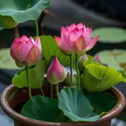 Japanese Bonsai Multicolour Bowl Lotus Seeds (7 Days Germination) - Buy 1 Get 1 Packet FREE