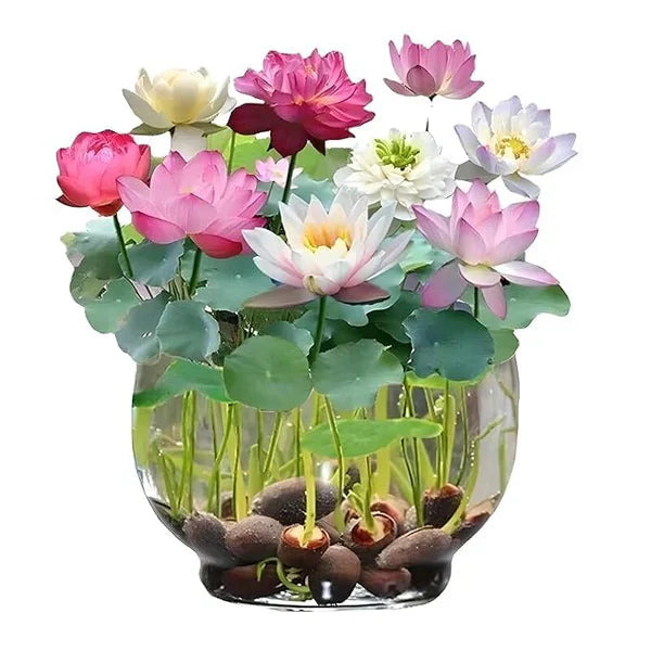 Japanese Bonsai Multicolour Bowl Lotus Seeds (7 Days Germination) - Buy 1 Get 1 Packet FREE